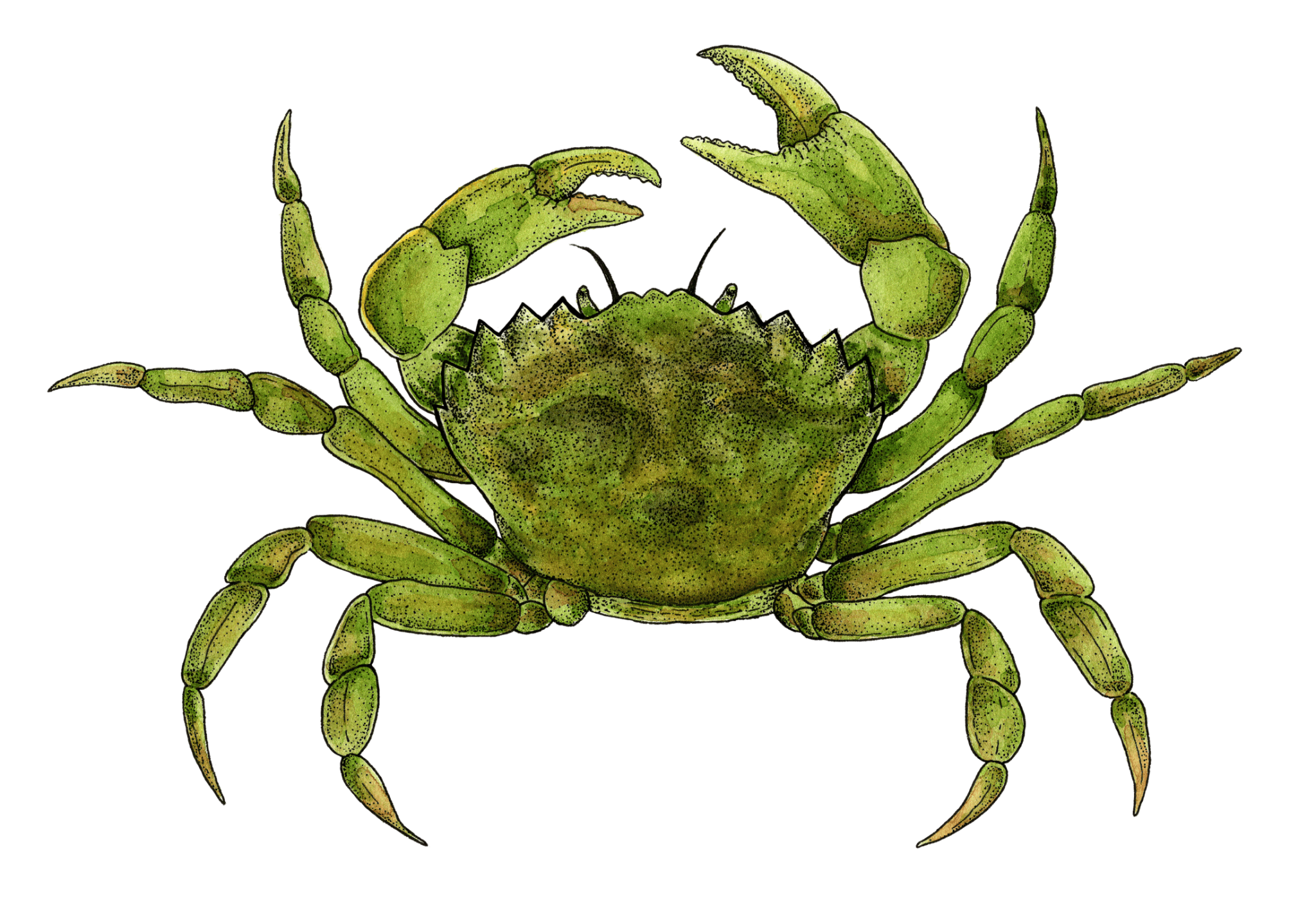 European Green Crab PSF Marine Science Program